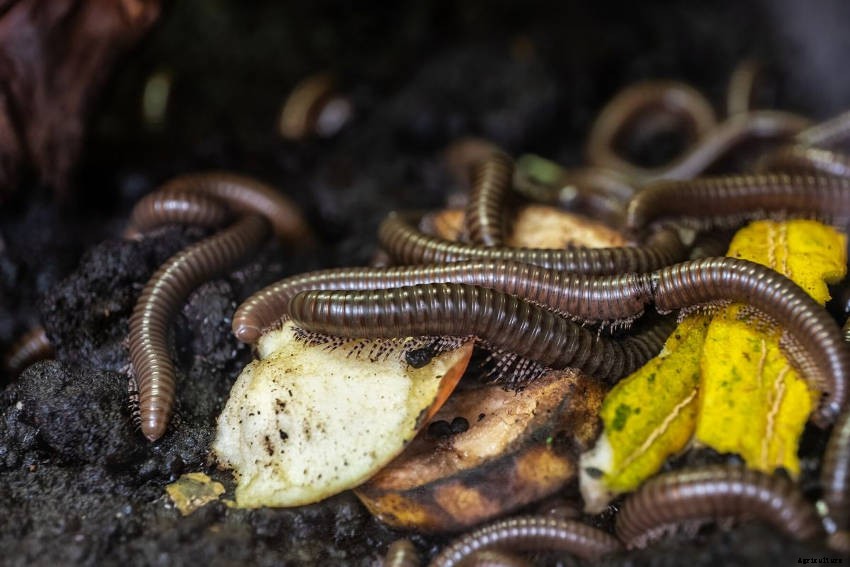 How to Keep Millipede Numbers Under Control