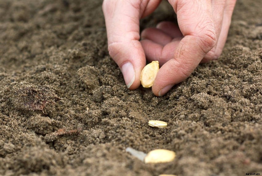 9 Common Mistakes Which Harm Seed-Sowing Success