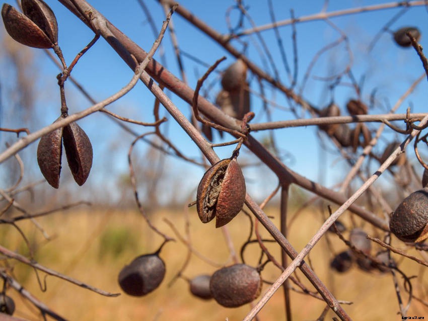 Using Smoke Treatment for Native Seed Germination