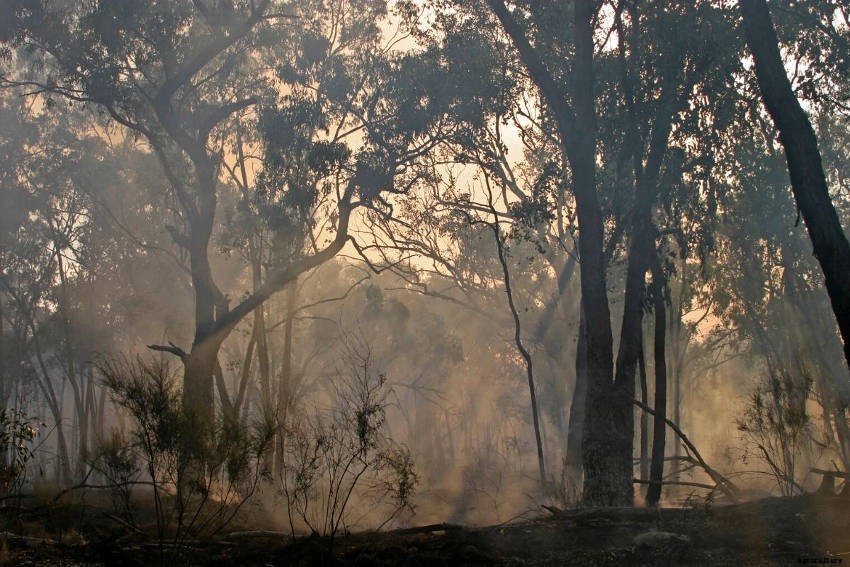 Using Smoke Treatment for Native Seed Germination