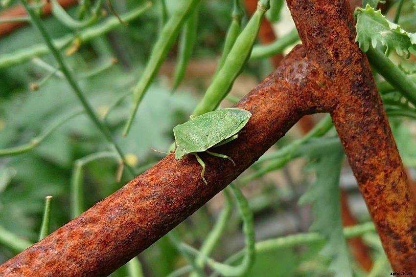 How to Protect Beans, Peas, Tomatoes and other Crops from the Green Vegetable Bug
