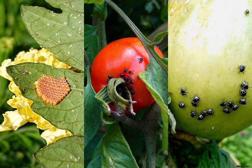 How to Protect Beans, Peas, Tomatoes and other Crops from the Green Vegetable Bug