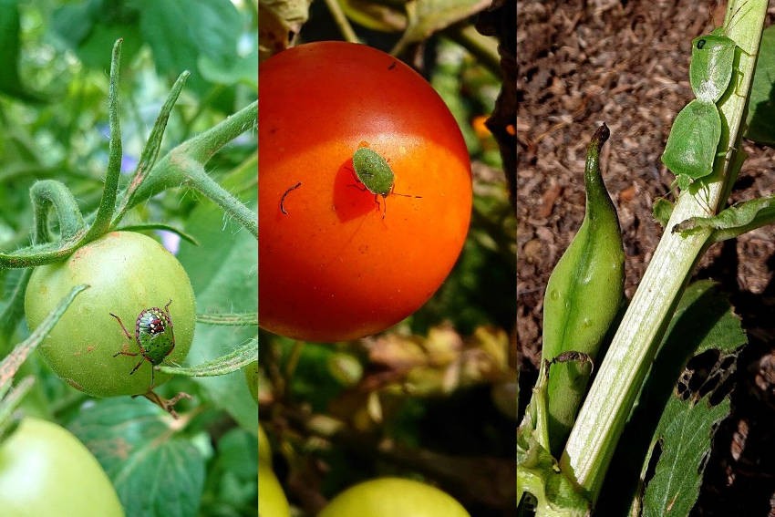 How to Protect Beans, Peas, Tomatoes and other Crops from the Green Vegetable Bug