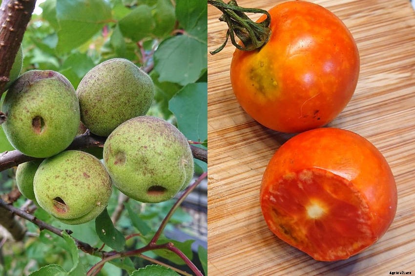 How to Protect Beans, Peas, Tomatoes and other Crops from the Green Vegetable Bug