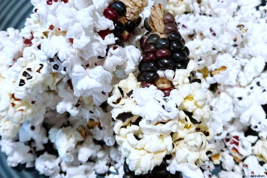 Let’s Make Popcorn!