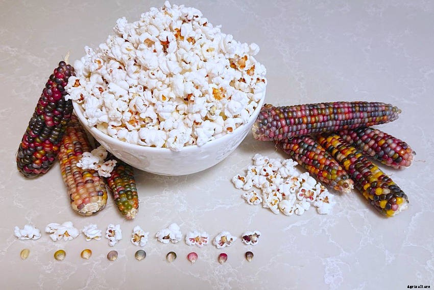 Let’s Make Popcorn!