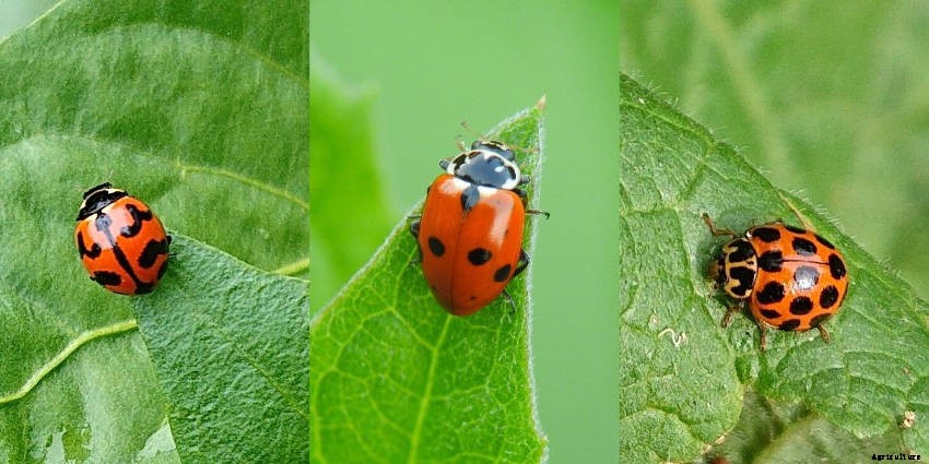 Lets Talk Ladybird Beetles!