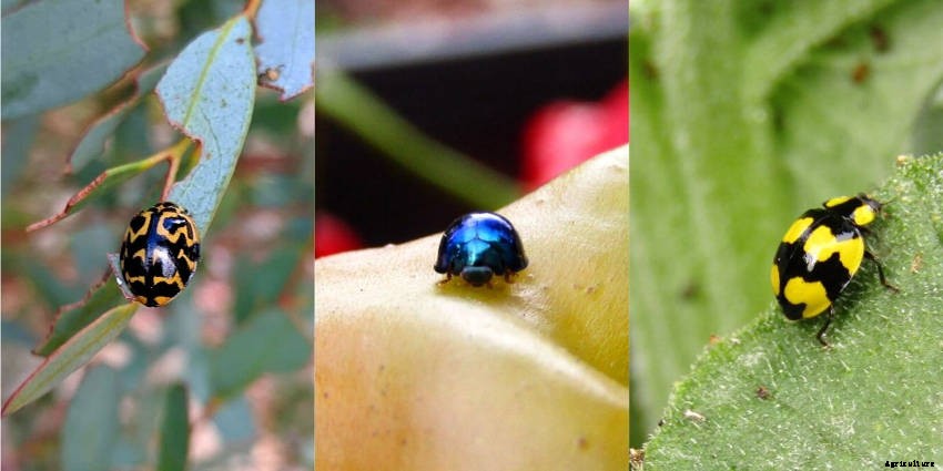 Lets Talk Ladybird Beetles!