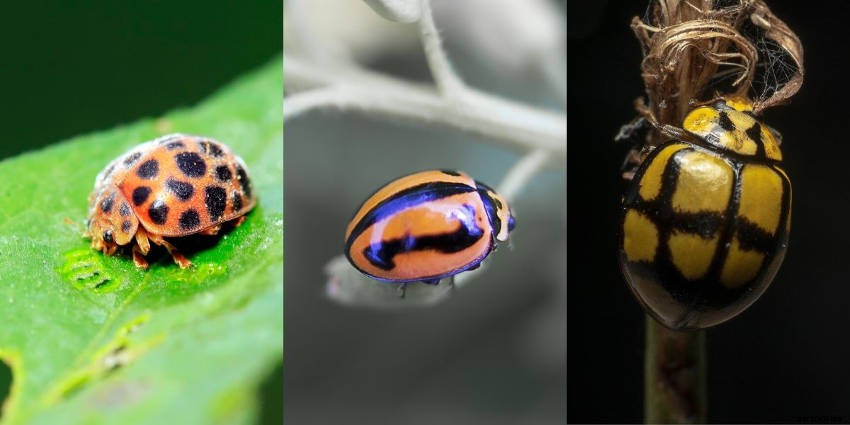 Lets Talk Ladybird Beetles!
