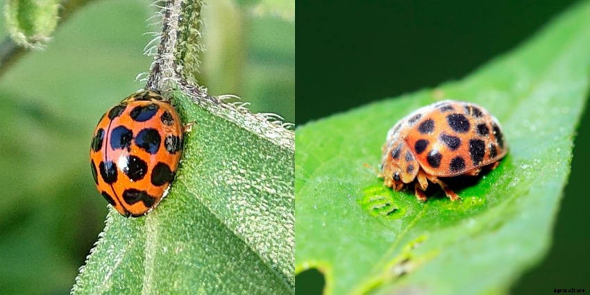 Lets Talk Ladybird Beetles!