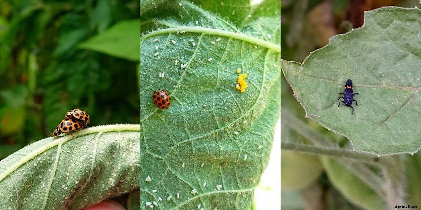Lets Talk Ladybird Beetles!