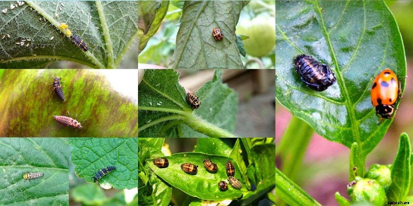 Lets Talk Ladybird Beetles!