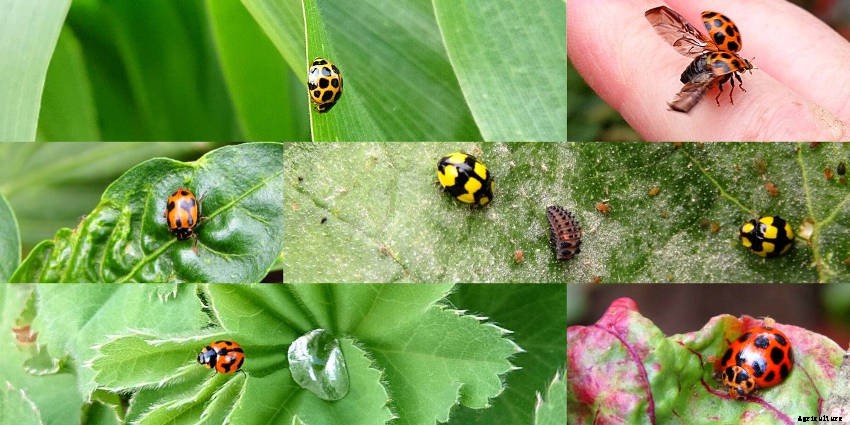 Lets Talk Ladybird Beetles!