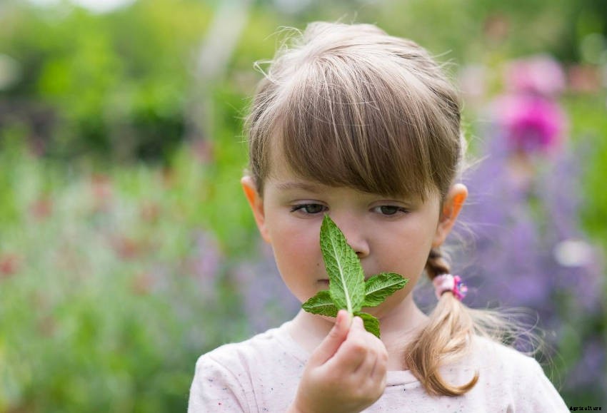 Creating a Sensory Garden for Relaxation or Therapy