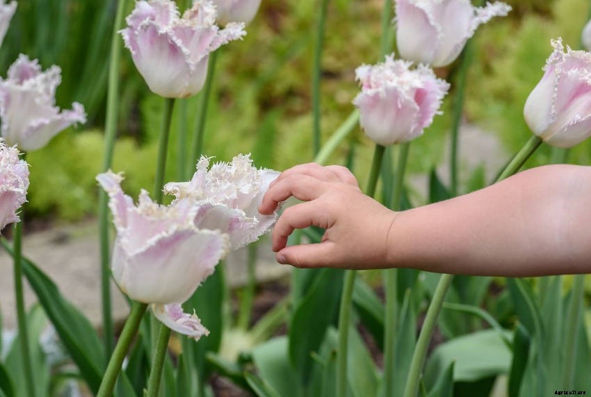 Creating a Sensory Garden for Relaxation or Therapy