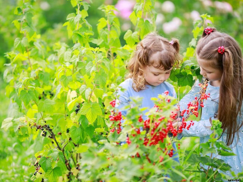 Creating a Sensory Garden for Relaxation or Therapy