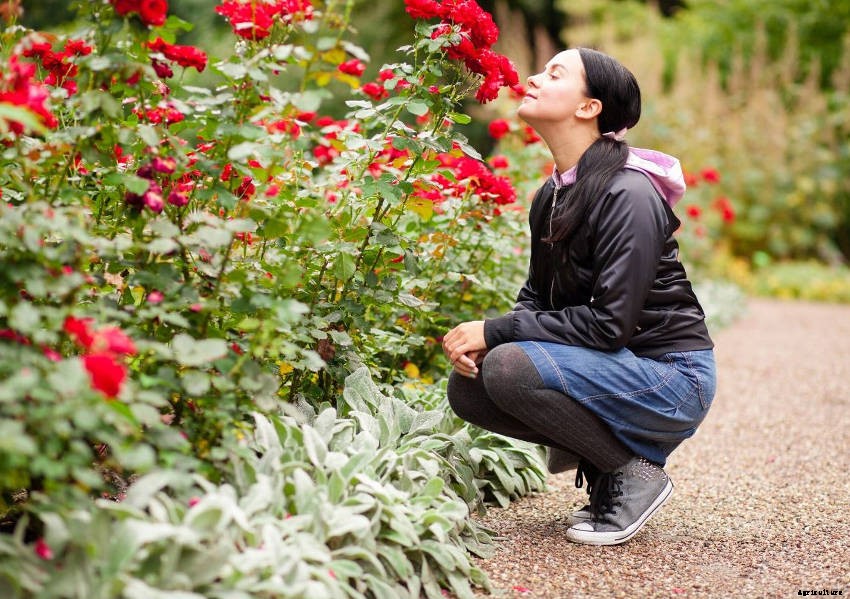 Creating a Sensory Garden for Relaxation or Therapy