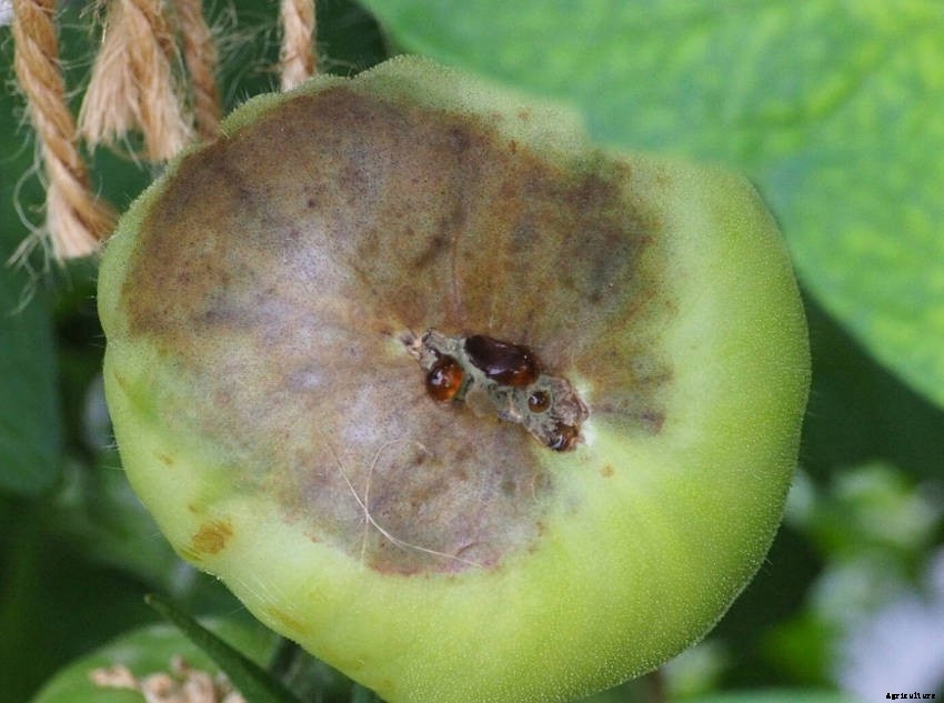 What is Blossom End Rot, and How Can You Cure It?