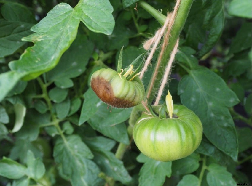 What is Blossom End Rot, and How Can You Cure It?