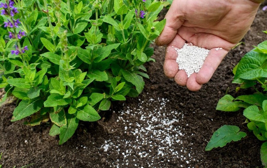 A Complete Guide to Using Fertiliser in the Home Garden