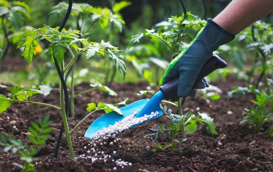 A Complete Guide to Using Fertiliser in the Home Garden