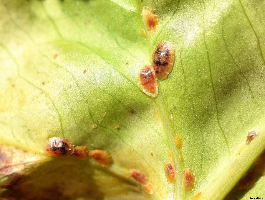 Scale Insects: A Garden Pest with Many Disguises
