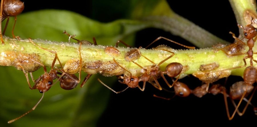 Scale Insects: A Garden Pest with Many Disguises