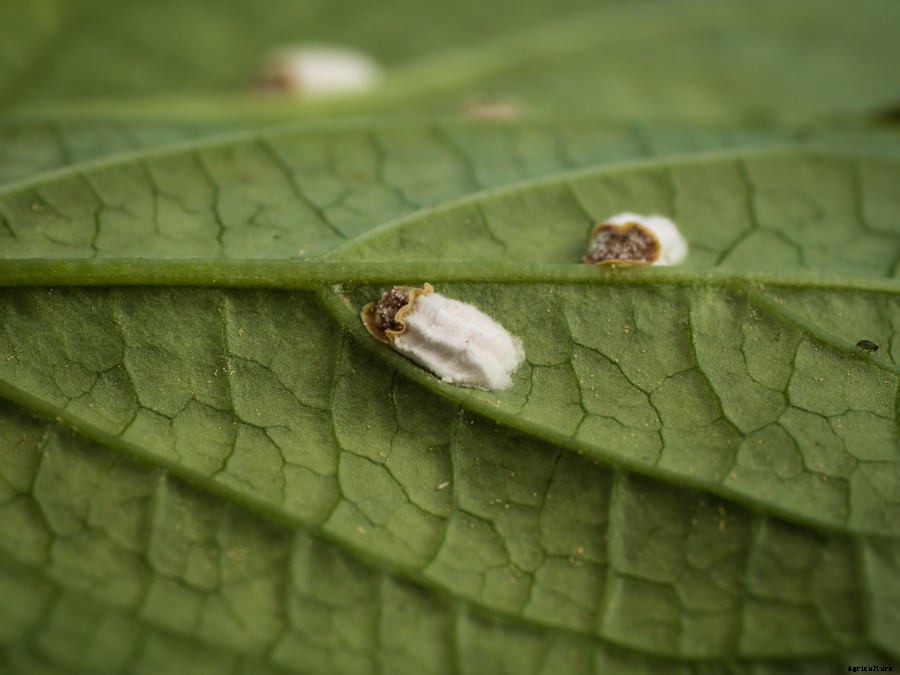 Scale Insects: A Garden Pest with Many Disguises