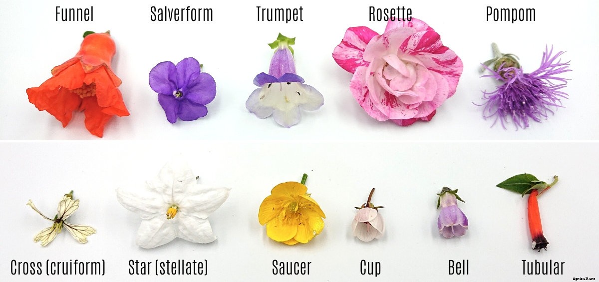 A Brief Guide to the Different Flower Types, Shapes, and Growing Patterns