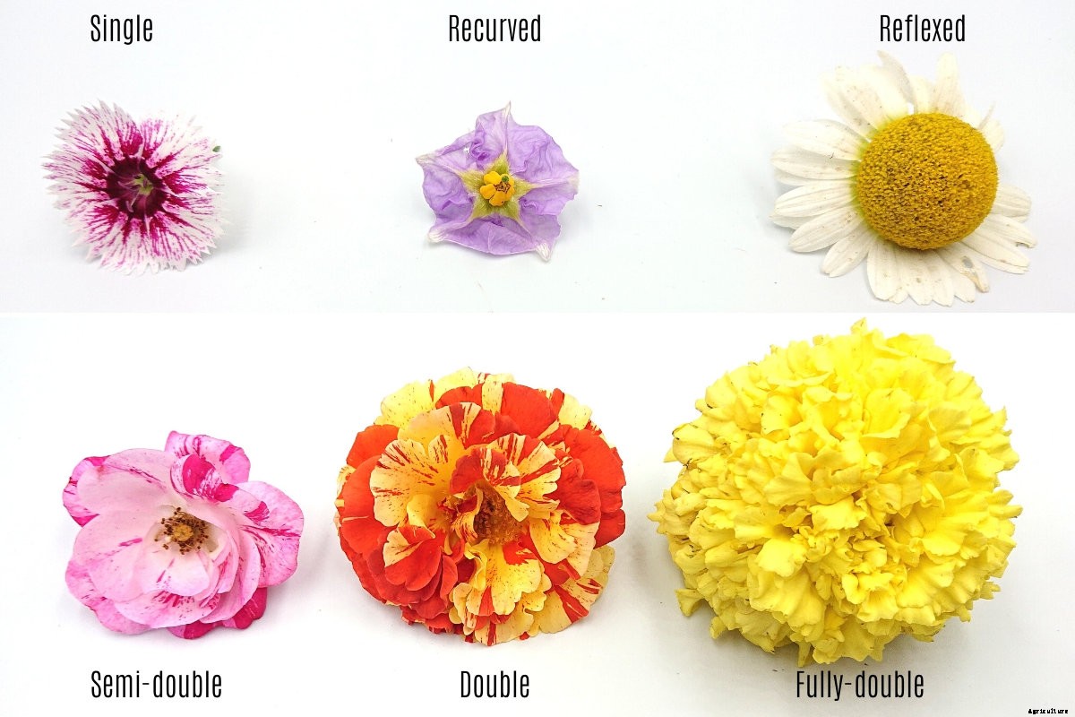 A Brief Guide to the Different Flower Types, Shapes, and Growing Patterns