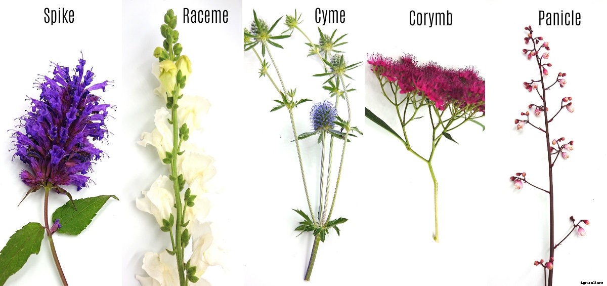 A Brief Guide to the Different Flower Types, Shapes, and Growing Patterns