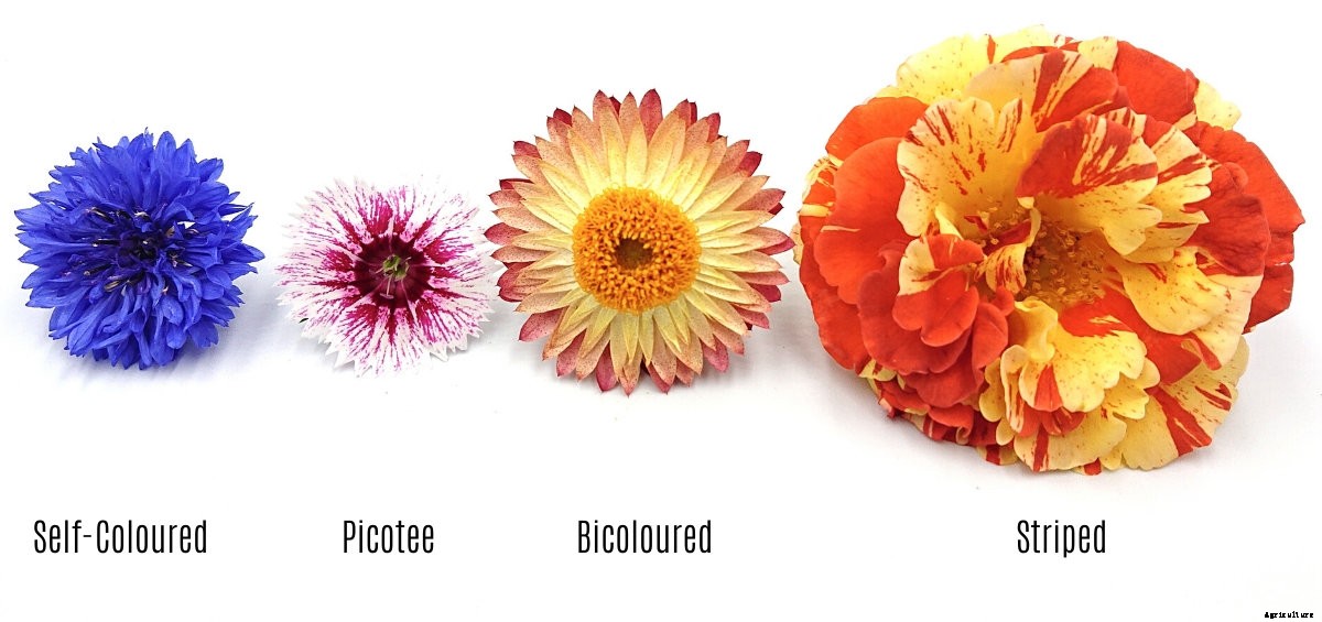 A Brief Guide to the Different Flower Types, Shapes, and Growing Patterns