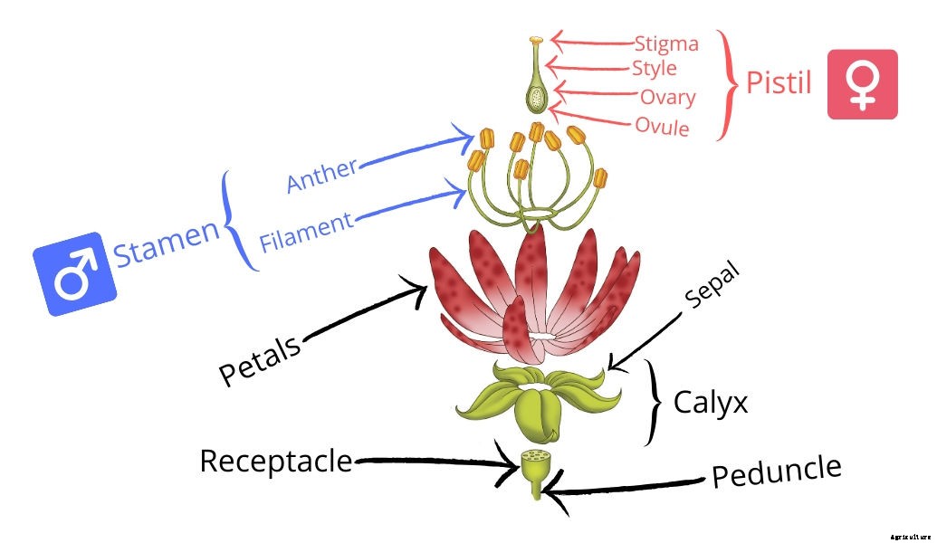 The Anatomy of a Flower: The Real Story Behind Garden Blooms
