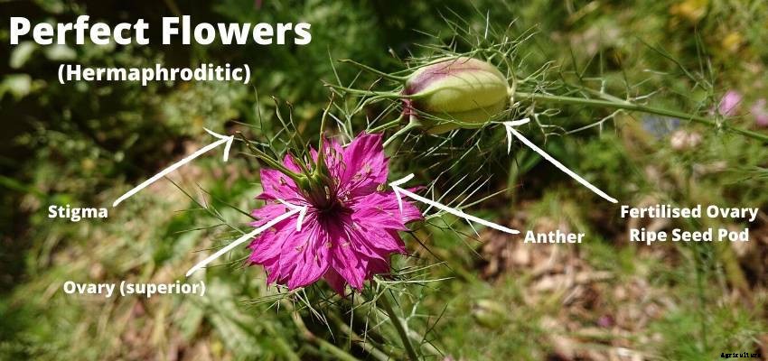 The Anatomy of a Flower: The Real Story Behind Garden Blooms