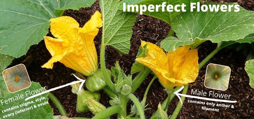 The Anatomy of a Flower: The Real Story Behind Garden Blooms