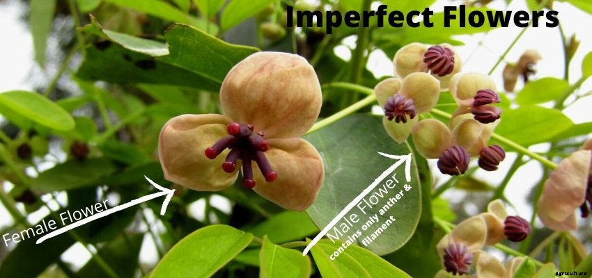 The Anatomy of a Flower: The Real Story Behind Garden Blooms