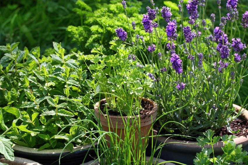 5 Simple Tips to Grow Herbs in Containers