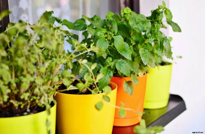 5 Simple Tips to Grow Herbs in Containers
