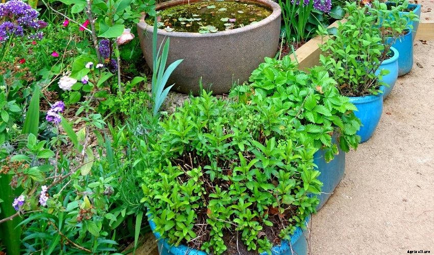 5 Simple Tips to Grow Herbs in Containers