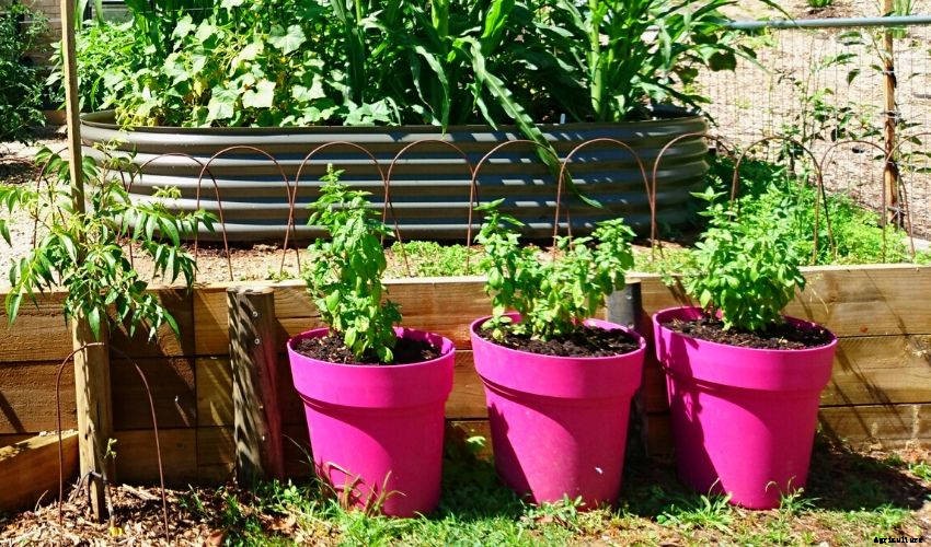 5 Simple Tips to Grow Herbs in Containers
