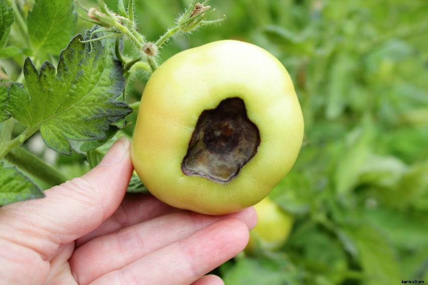 16 Common Tomato-Growing Problems - and How to Solve Them