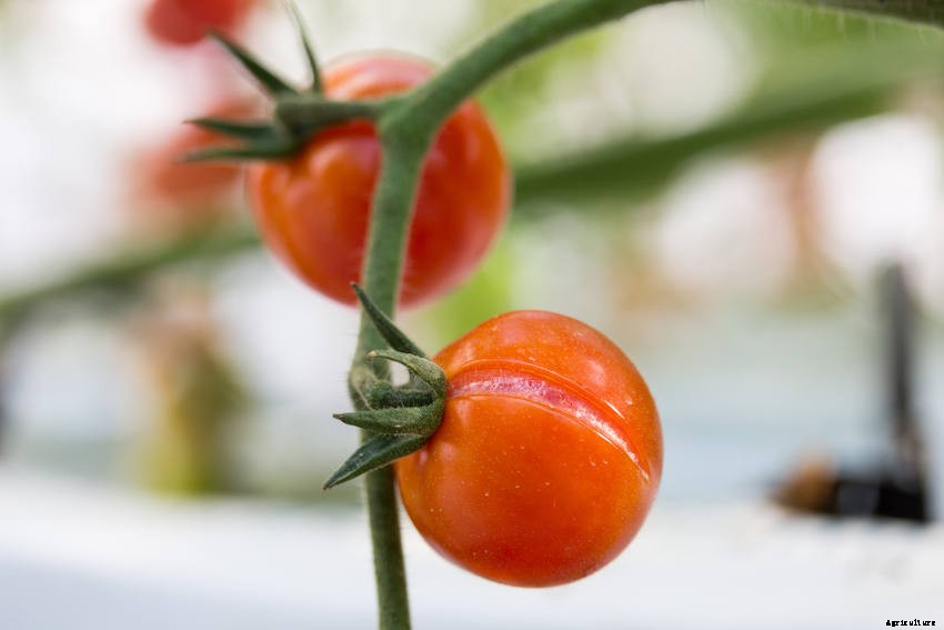 16 Common Tomato-Growing Problems - and How to Solve Them
