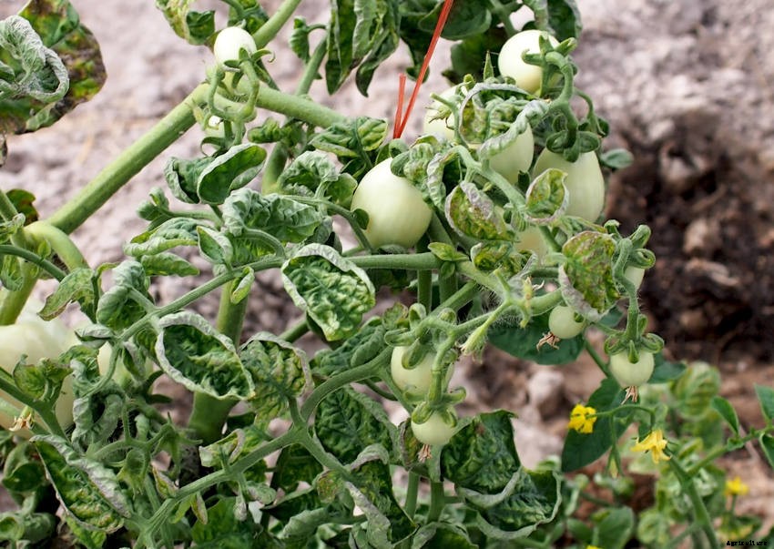 16 Common Tomato-Growing Problems - and How to Solve Them