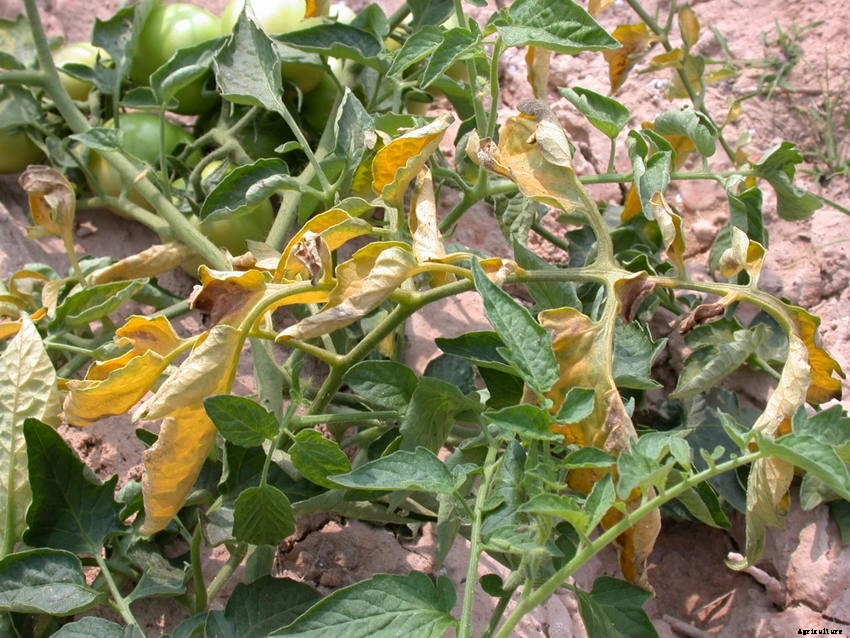 16 Common Tomato-Growing Problems - and How to Solve Them