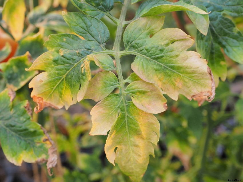 16 Common Tomato-Growing Problems - and How to Solve Them