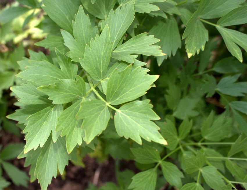 Lovage: An Underappreciated Herb Thats Easy to Grow