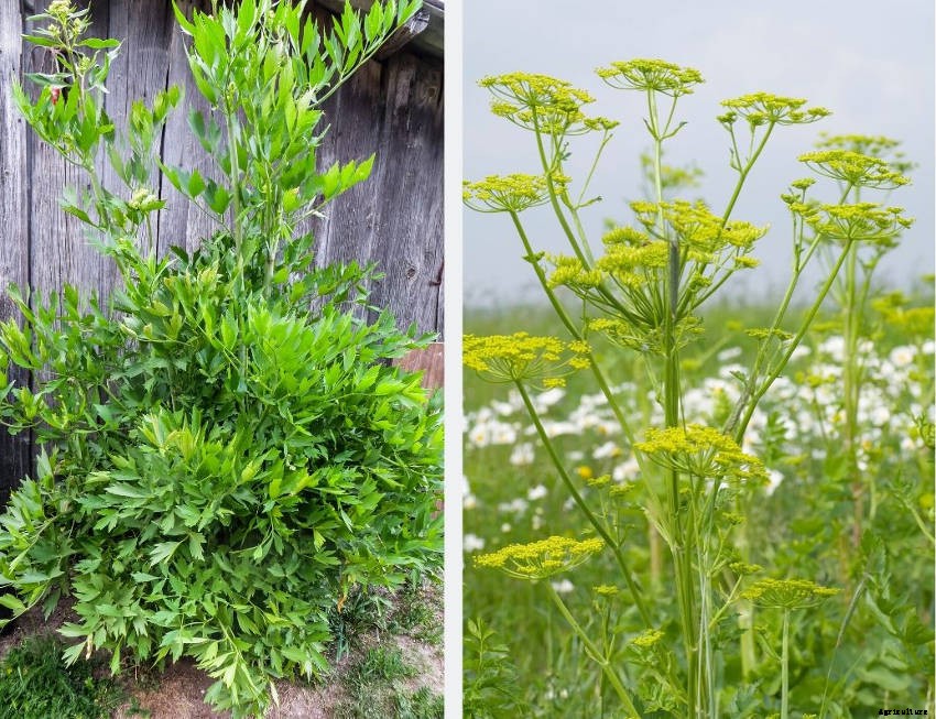 Lovage: An Underappreciated Herb Thats Easy to Grow