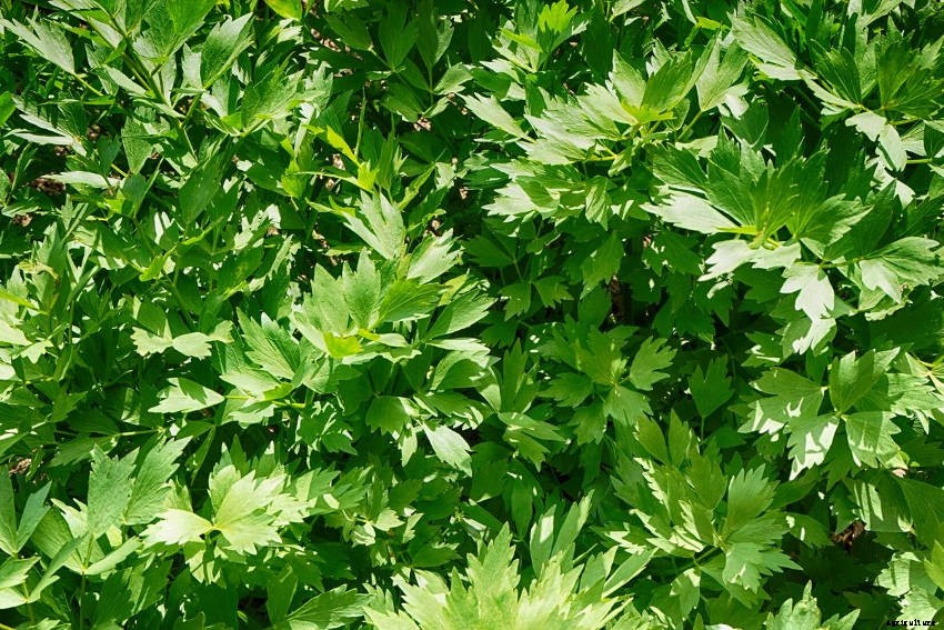 Lovage: An Underappreciated Herb Thats Easy to Grow