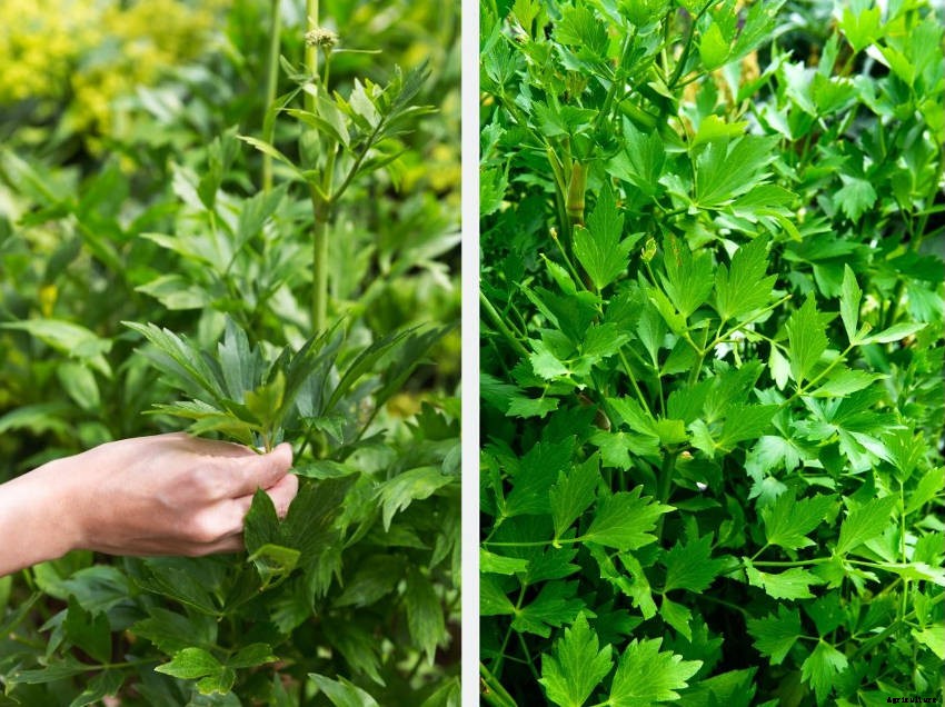 Lovage: An Underappreciated Herb Thats Easy to Grow