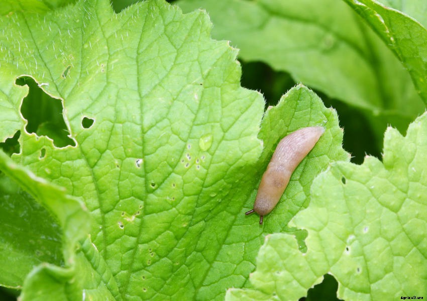 Dealing with Slugs and Snails: The Gardeners Scourge